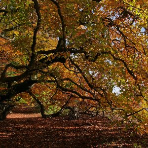 Herbst...... Ursula Kuklinski